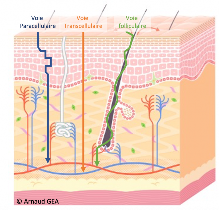 Barenx Décapsuleur D'huile Essentielle - Outil Universel Pour Enlever