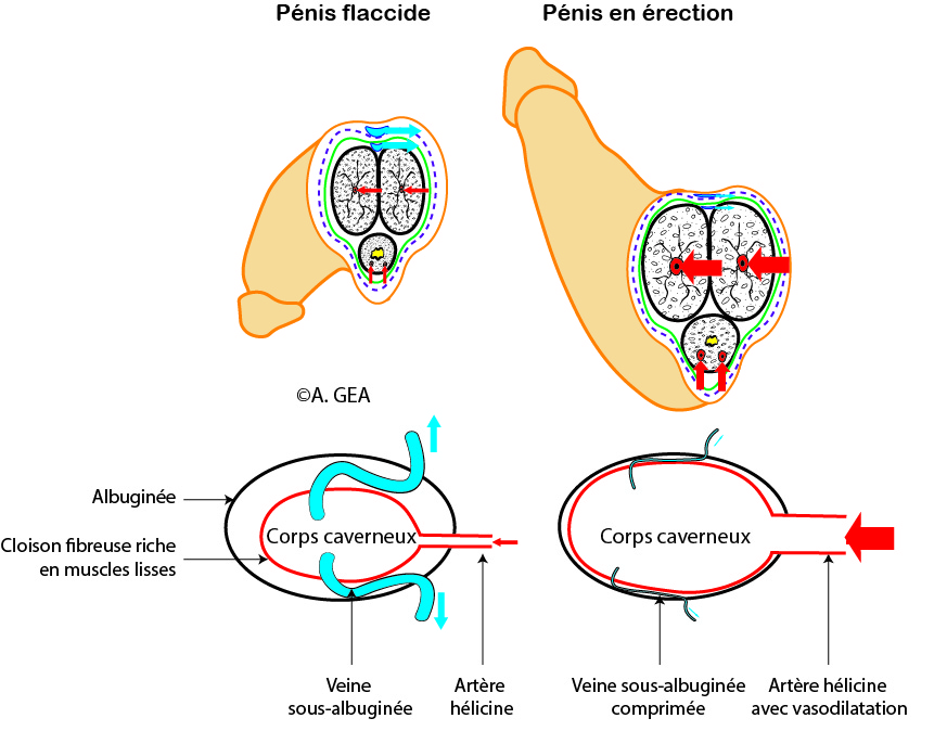 Les Troubles De L rection Probl me D rection Causes Et 